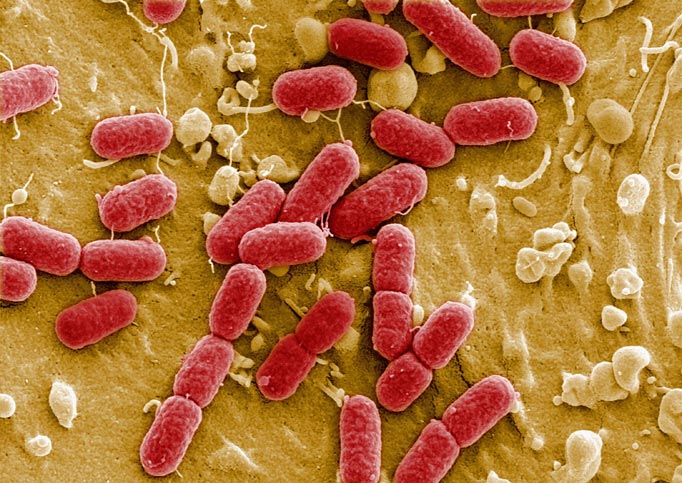 Супербактерија – створена вештачким путем