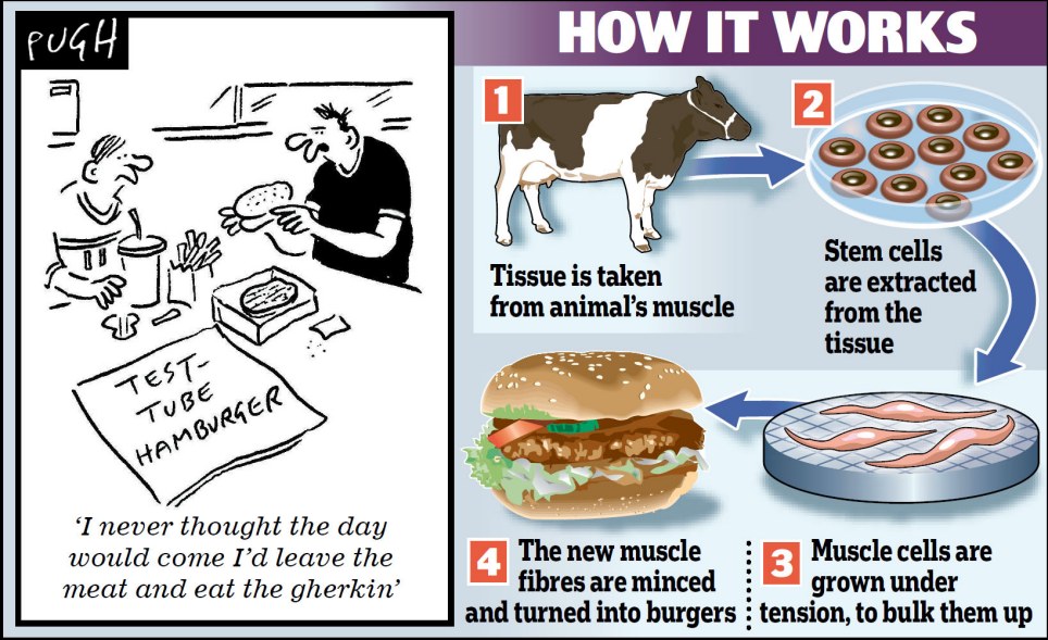 Научници: Уместо природне говедине, људи ће јести месо узгојено у лабораторији