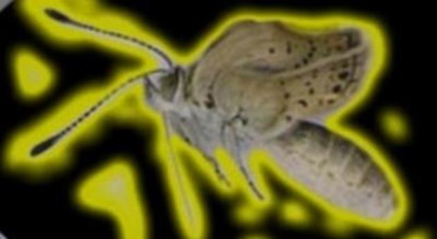 Јапански лептири мутирали због Фукушиме
