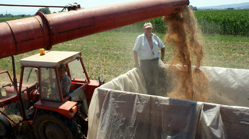 Најмање пшенице за последњих 60 година