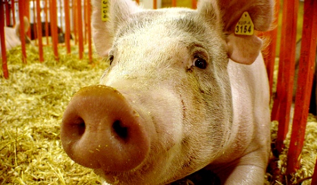 Паника због вакцина против свињског грипа