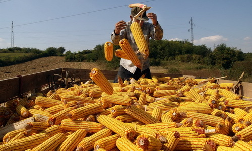 Кукуруз главни извозни производ Србије
