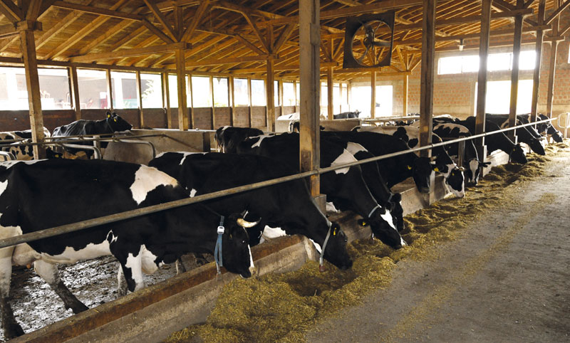 Србија: Да ли је узгајање говеда пут у пропаст?