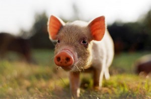 ЕУ признала присуство нове врсте заразног вируса код животиња