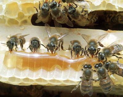 Пчелари траже подстицаје