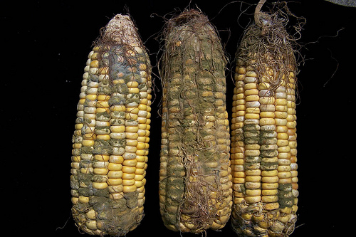 Шта са затрованим кукурузом?