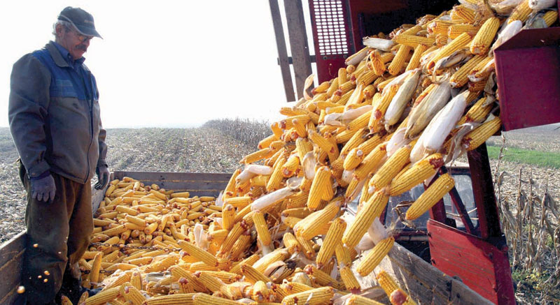 Извоз кукуруза смањен за 90 одсто