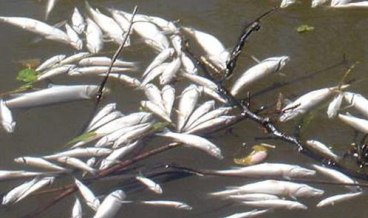 Помор рибе у језеру код Врања