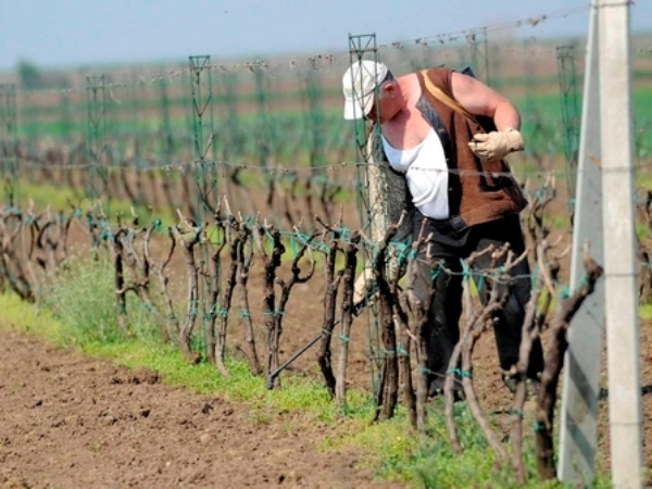Пољопривреда у 2012. остварила суфицит од 1,24 милиjарде долара