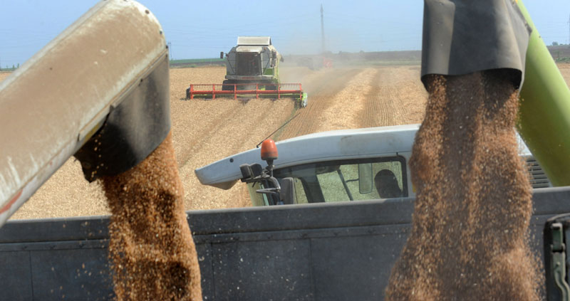 Пшеница најскупља у последњих 13 година – ратари чувају залихе