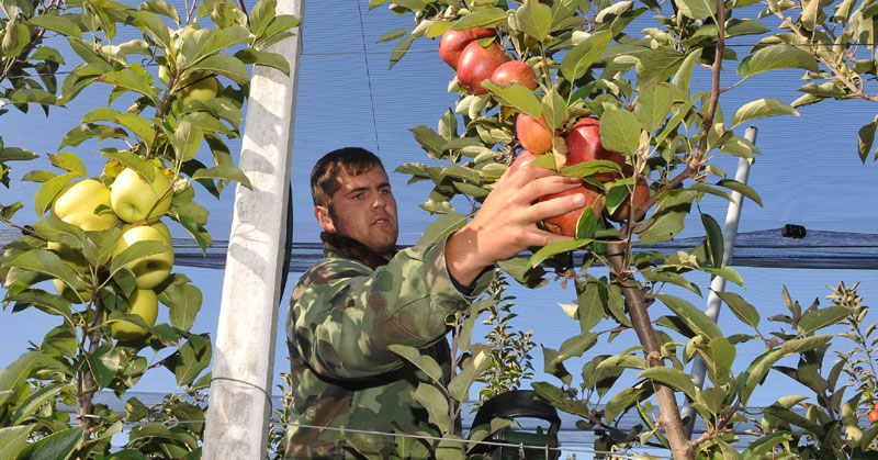 Србија: За 30 одсто мањи извоз воћа