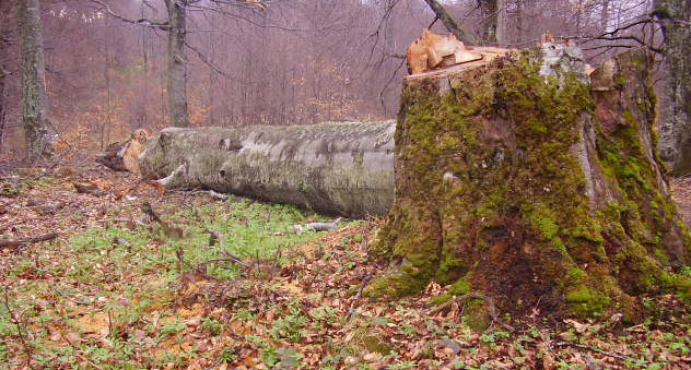 Југ Србије: Шиптари секу шуме и терају људе