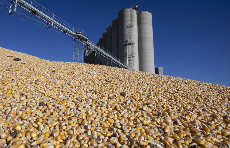 Заражена скоро трећина кукуруза из Робних резерви