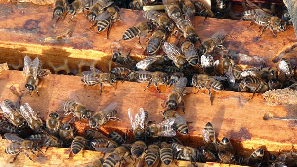 Српски пчелари извезли 3.000 тона меда