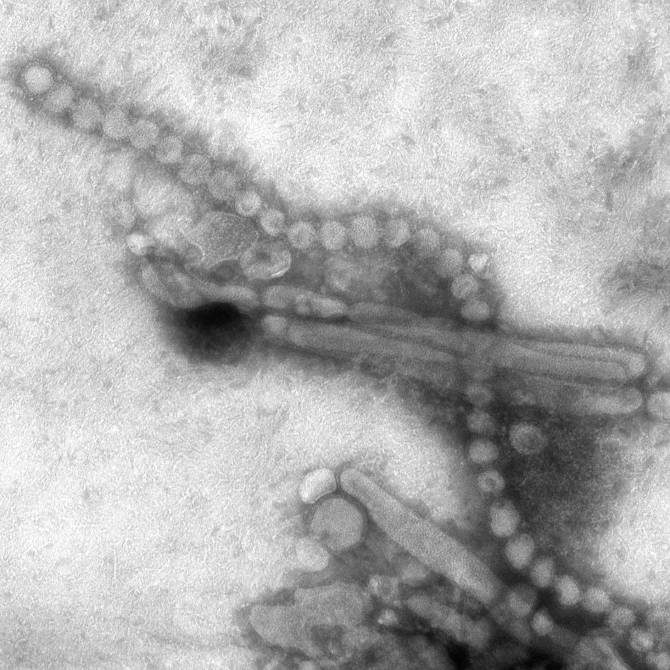 Кинески научници потврдили извор вируса Х7Н9