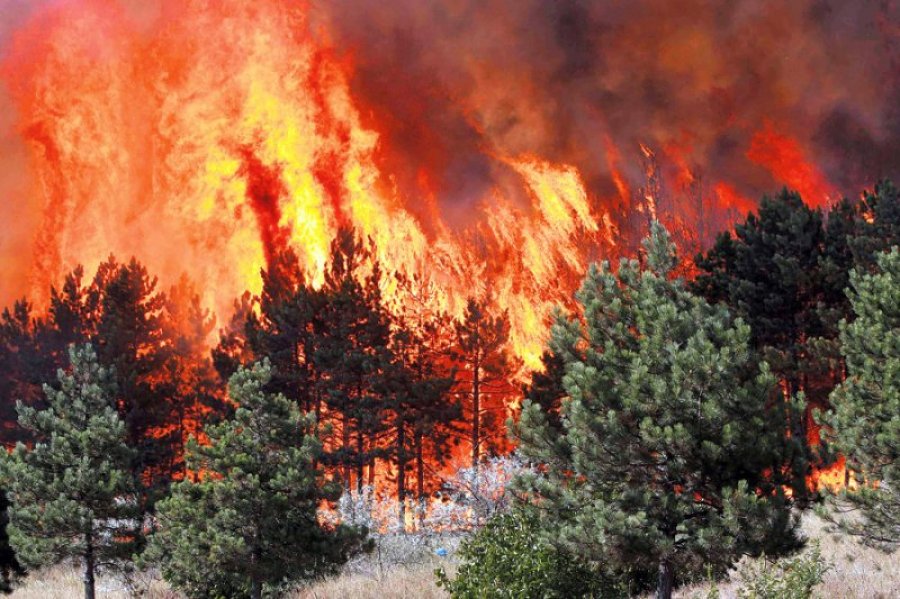 Црни Врх: Проширио се пожар, гори 150 хектара шуме