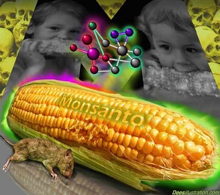 ГМО кукуруз је отрован и бескористан!