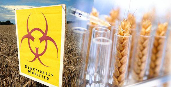 ЕУ: Тестирајте пшеницу из САД