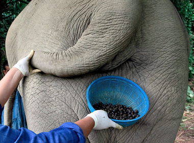 Најскупљу кафу даје измет слона