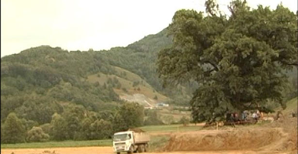 Радници по цену отказа неће да секу свето дрво у Савинцу