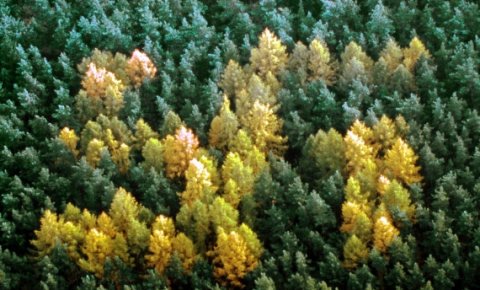 Зашто су немачке шуме пуне свастика?