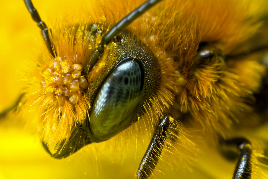 Србија забрањује пестициде штетне по пчеле