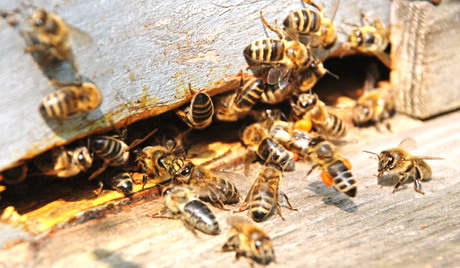 ЕУ забранила још један пестицид који убија пчеле