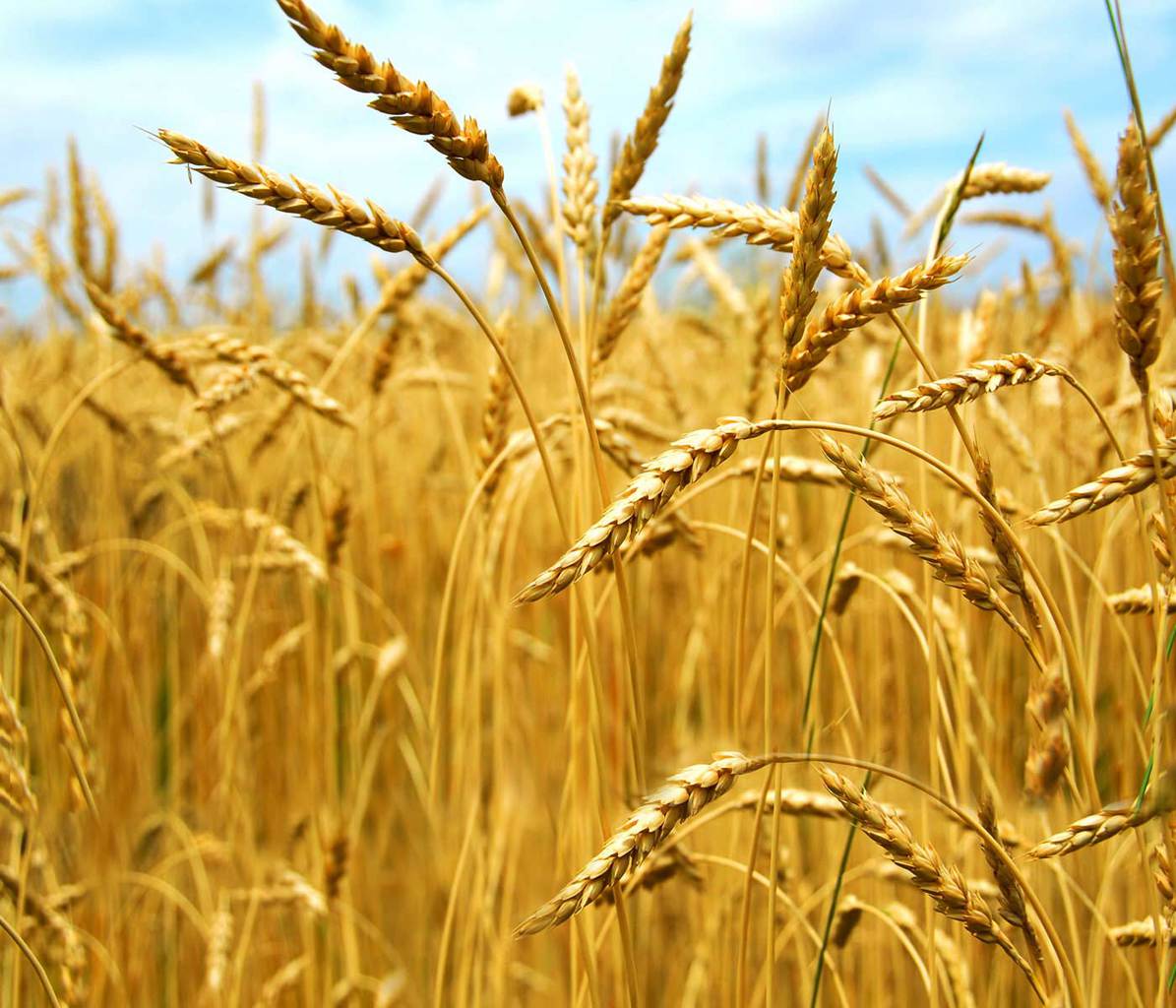 Подбацила пшеница: Принос слабији за петину