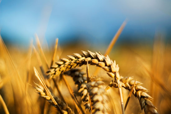 Сецикесе: Откуп пшенице за резерве од 20 динара по килограму
