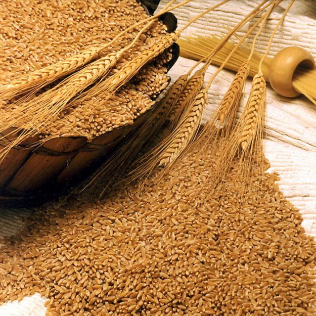 Рекордна жетва пшенице, род око три милиона тона
