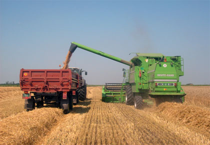 ПКБ: Највећи принос пшенице у 10 година