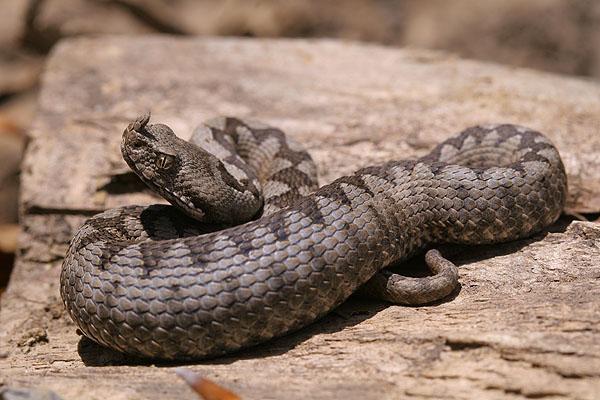 Опрез: Србијом се размилеле змије отровнице