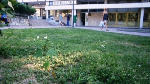 Марихуана расте испред Полицијске станице у Мајданпеку! (фото)