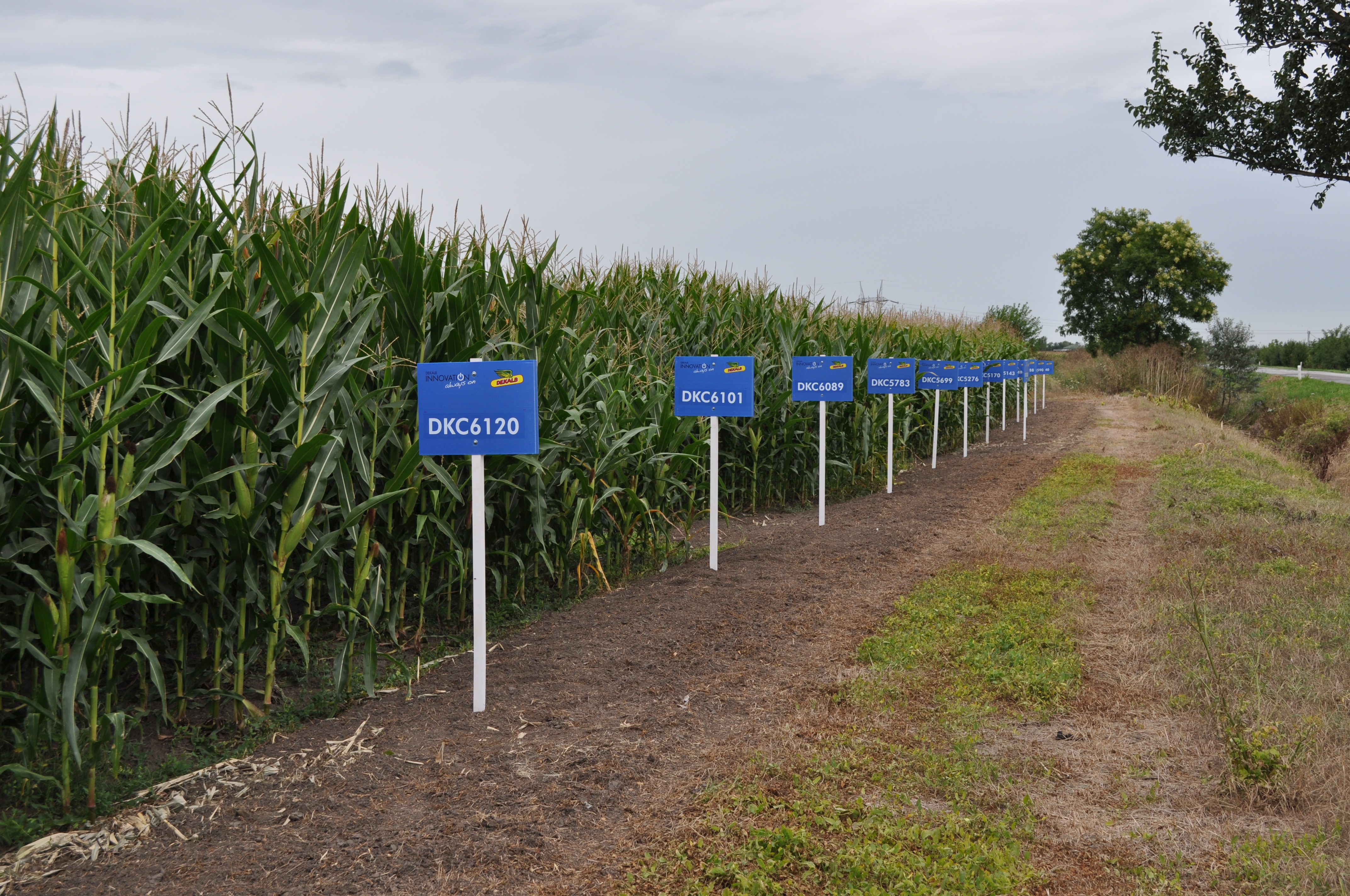 "Хиљаде хектара нам је под ГМО"