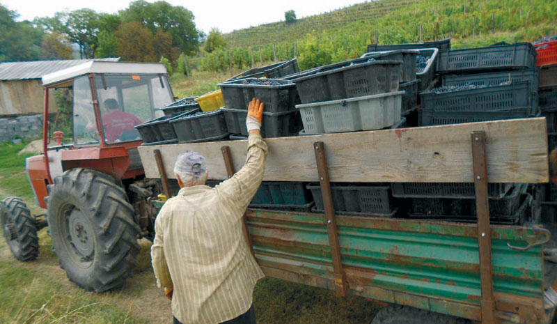 Увозни лоби повезан са корумпираним политичичарима уништава српске виноградаре и винаре