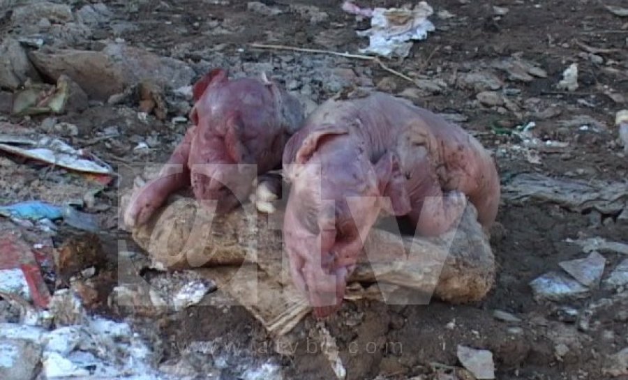 МИСТЕРИЈА: Мутант свиње пронађене на депонији у Приједору (видео)