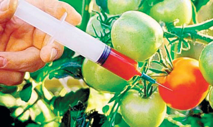 Стручњаци: ГМО ће уништити српски аграр