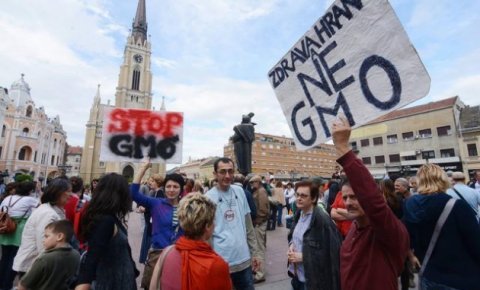 Сме ли власт против 83 % грађана Србије који одбијају ГМО?