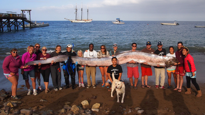 На плажи Калифорније нашли џиновску „морску змију“