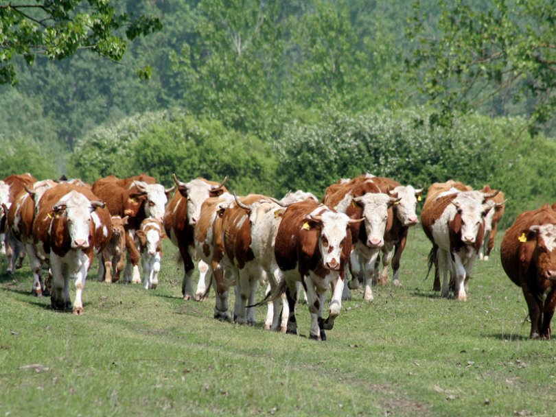 Производња јунећег меса у Србији је угашена и више не постоји