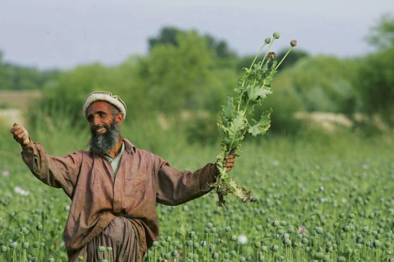 Берићетно: У Авганистану највећа жетва опијума икада - 5.500 тона
