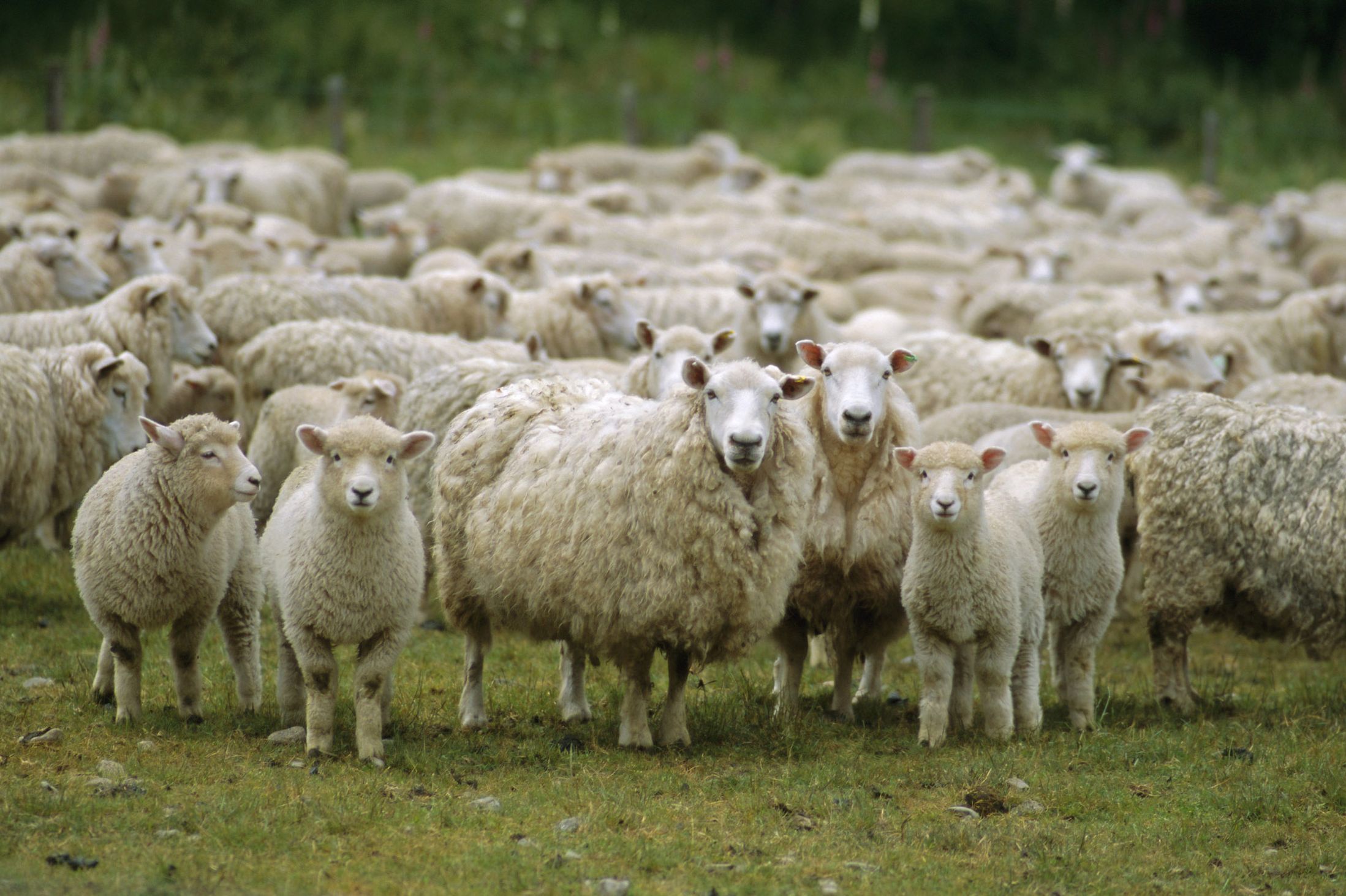 МУКЕ СТОЧАРА: Јагњад и овце за багателу