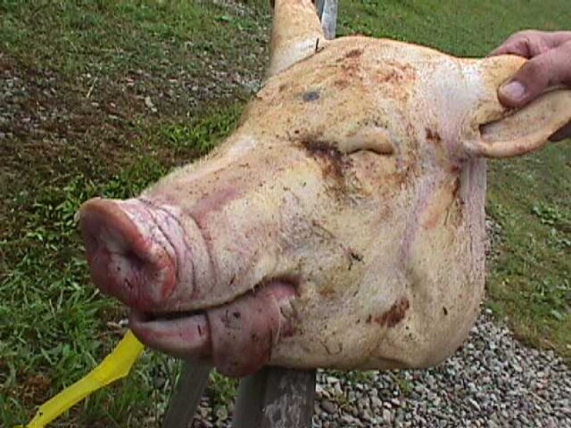 Словенија: На Исламски културни центар у Љубљани бачене свињске главе