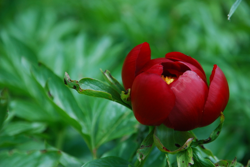 Црвен цвете - Етно група ТРАГ (видео)
