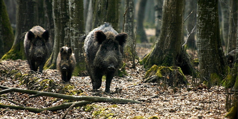 Лов на дивље свиње у Идвору (видео)