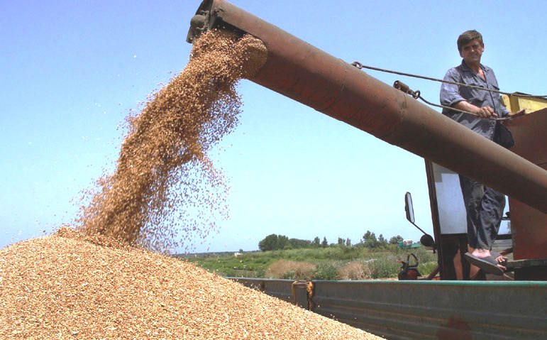 Србија: Увоз пшенице без царине на захтев млинара и кондитора