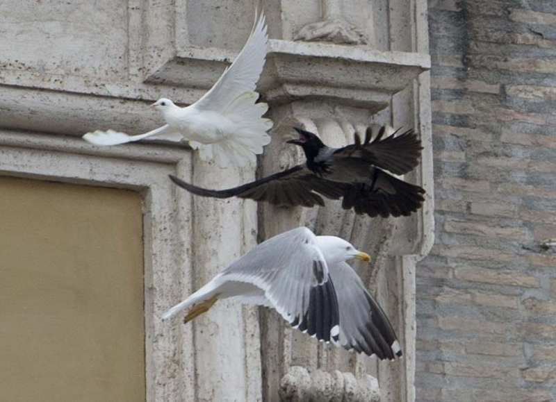 Нећете проћи: Папа пустио голубове мира које су одмах по полетању растргли гавран и галеб