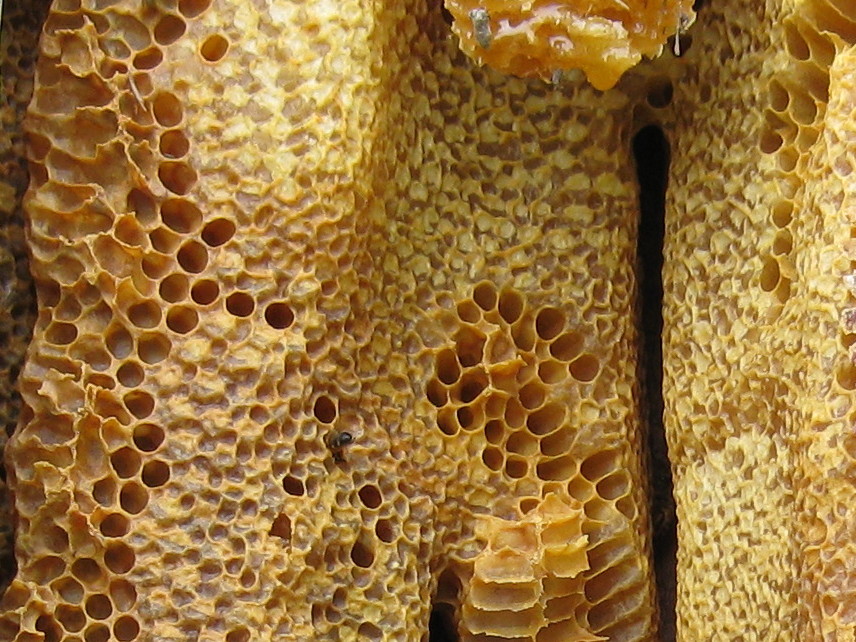 У Турској пронађен „Вилин мед“ и продаје се за 5.000 евра по килограму