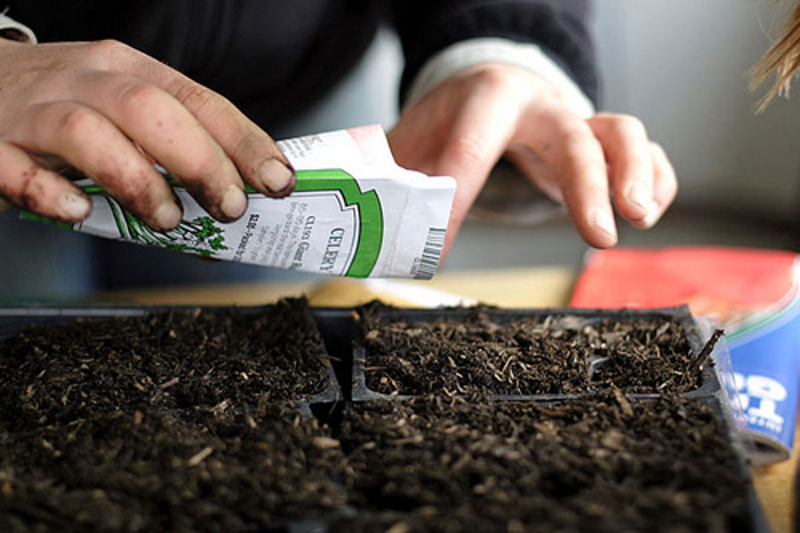 ЕУ забрањује садњу аутохтоних сорти семена чак и у баштама