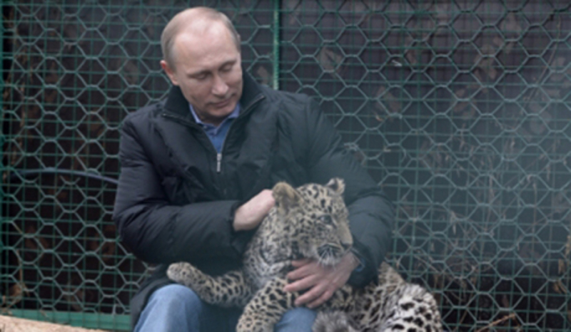 Путин ушао у кавез код леопарда (видео)